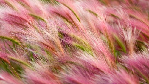 Foxtail-Barley.jpg