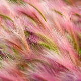 Foxtail-Barley